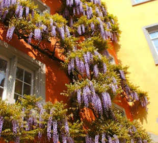 Begrünte und blühende Fassaden