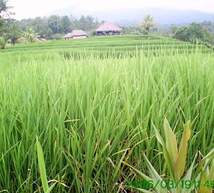 Im Reisfeld;