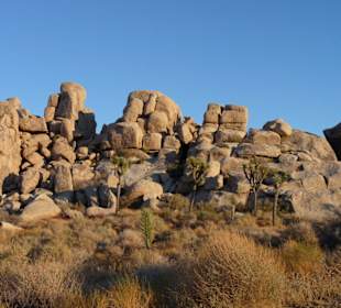 Joshua Tree N.P.