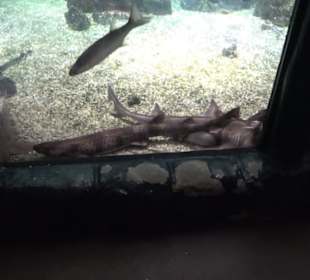 Sea Life