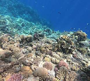 Schnorcheln Marsa Alam