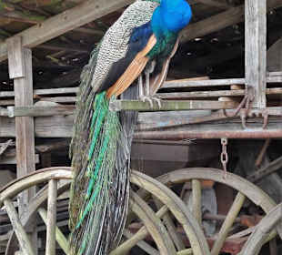 Pfau auf dem Mühlenhof Freilichtmuseum