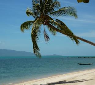 Liegeplatz unter Palmen