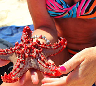 Aus dem Meer ... Seesterne überall ! 