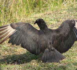 Everglades National Park: Anhinga Trail