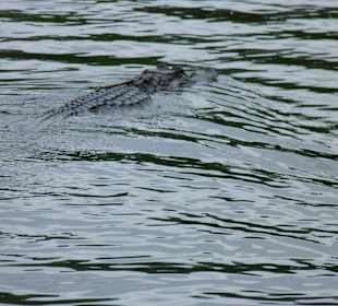 Plötzlich taucht ein Alligator auf