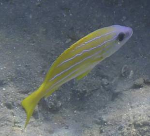 Schnorcheln Marsa Alam