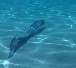 Delfin Tour Makadi Bay