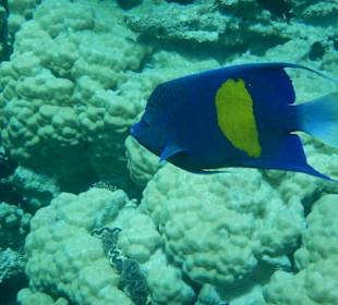 Schnorcheln Hurghada