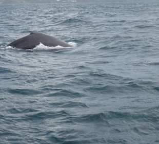 Der Wal taucht wieder ab.