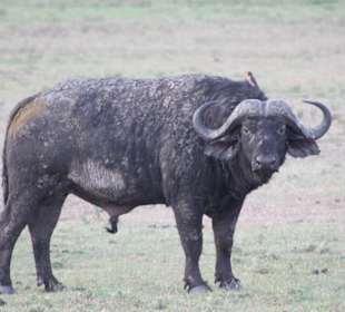 Massaimara