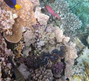 Muschel in der Nachbarbucht Abu Dabab