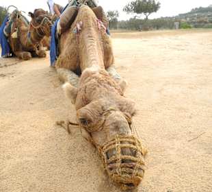 Kameltour - Verschnaufpause