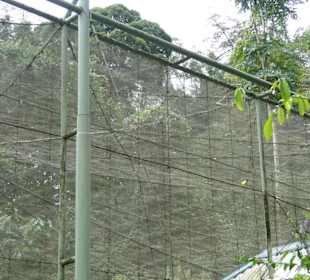 Poring Hot Springs - Schmetterlingsgarten