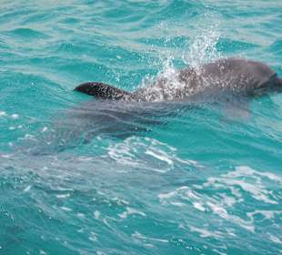 Delfin Tour Hurghada