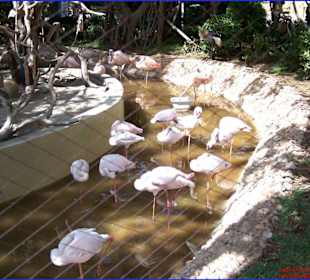 Flamingo´s