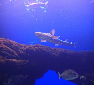 Palma Aquarium