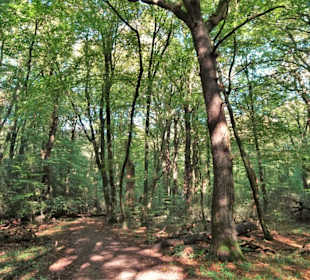 Eindrücke aus dem Neuenburger Urwald