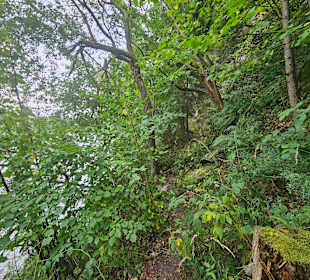 Weg am Uferrand