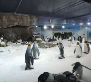 Besonders die Kinder hatten viel Spaß