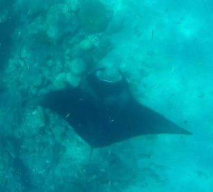 Manta - Ganz Tages Schnorchel Trip - Wahnsinn!