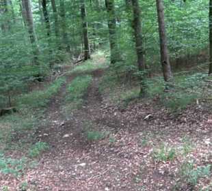 Wandertour an den Traifelbergfelsen