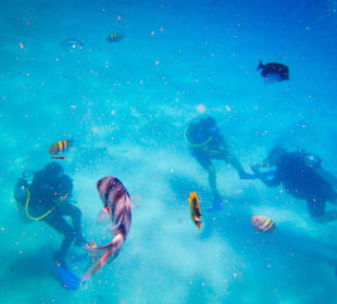 Schnorcheln Sahl Hasheesh