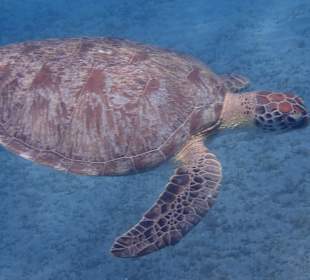 Schnorcheln Marsa Alam