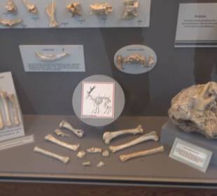 Ghar Dalam Cave & Museum