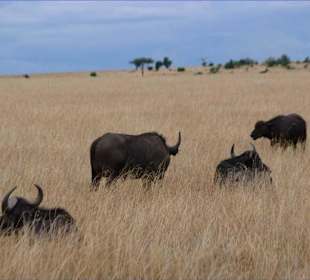 Büffelherde - Kenia