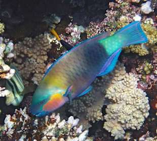 Papageienfisch
