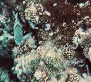 Schnorcheln Nabq Bay