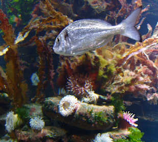 Im Aquarium