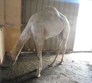 Albinokamel auf der Ziegenfarm