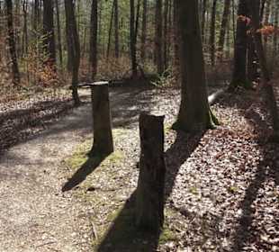 Waldsportpfad im Wasenwald