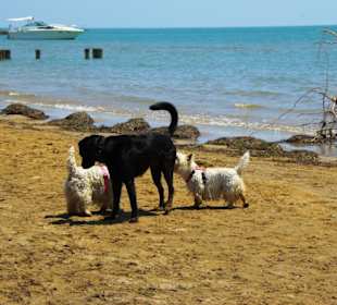 Freunde kommen vorbei