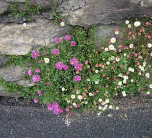 Blumenpracht in Stazzona