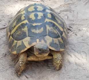 Zutrauliche Schildkröte