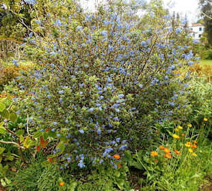 Palheiro Gardens