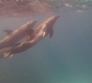 Delfinausflug mit Mo