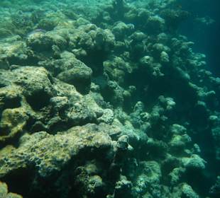 Riff Außenseite: überwiegend abgestorben