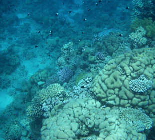 Barriera coralline del hotel