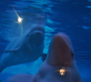 Beluga's Unterwasser
