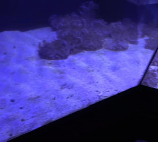 Aquarium