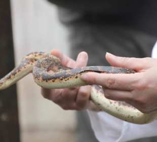Sandboa