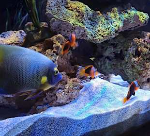 Meeresaquarium