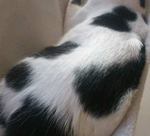 Котэ