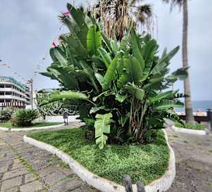 Altstadt Puerto de la Cruz