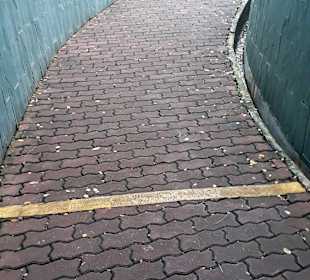 Tree Tunnel Fort Canning Park