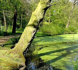 Spaziergang durch den Wolfskuhlenpark